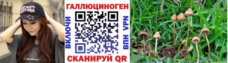 мега онион  Богучар  Галлюциногенные грибы Psilocybe 